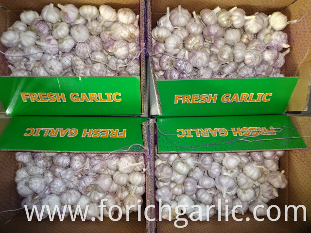 Normal Garlic Price